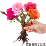 春枝韵月季花苗玫瑰花老桩老根四季盆栽室内开花不断大花浓香室外特大花 G3一棵多色玫瑰 不含盆