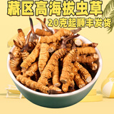 冬虫夏草断草（假一赔十）虫草断草虫草正宗冬虫夏草滋补品保健品 西藏那曲高海拔大断草33克