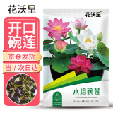 花沃里水培碗莲种子30粒/包 花卉种子荷花家庭盆栽鱼缸碗莲阳台办公庭院