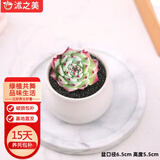 沭之美多肉植物肉肉室内植物桌面盆栽 吉娃娃+小米缸陶瓷盆 源头直发