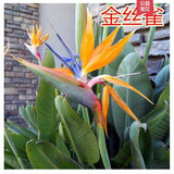 意轩天堂鸟鹤望兰盆栽盆景办公室植物大型植物盆景家居绿植 金丝雀 30厘米