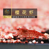 卡奇鱼 观赏虾 活体观赏鱼 米虾 工具清洁虾宠物虾黑壳虾除丝藻褐藻青苔 樱花虾10只