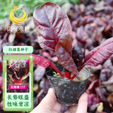 凤鸣雅世红叶甜菜种子四季蔬菜种子阳台庭院盆栽菜籽红甜菜种子10克