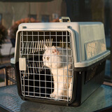 华元宠具（hoopet）航空箱猫包外出便携包猫咪太空舱宠物狗狗航空箱外出可折叠猫笼 黑色 建议体重12斤内犬猫