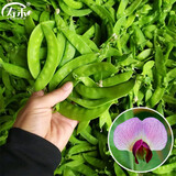 寿禾 大荚荷兰豆种子豌豆尖龙须菜菜豌豆弯豆种家庭夏秋季蔬菜籽种籽 矮生粉花荷兰豆种子200g（50gx4包）