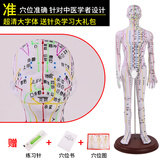 蓝蝶52 62CM人体针灸模型人经络穴位中医全身十二铜人模特图扎针练习小皮人超清晰刻字大字体人体模型 52CM白男硬模超清（手可转）彩色