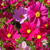 一播大地波斯菊种子 格桑花种子易播种绿化工程花海种植美丽乡村花卉种子 矮杆波斯菊种子混色 500克