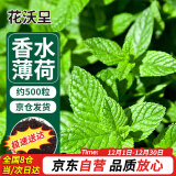 花沃里香水薄荷种子500粒/包花卉种子四季花种家庭盆栽土阳台庭院种