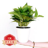 若绿绿萝水培植物室内阳台桌面蓄水盆盆栽水培居家免打理源头直发包邮 绿萝  白色蓄水盆
