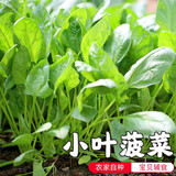 密云农家 本地鲜摘菠菜300g 农家自种 火锅食材绿叶菠菜蔬菜生鲜 菠菜 300g