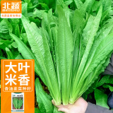 北蔬 油麦菜种子种苗甜脆大棵四季蔬菜种籽 卓脆米香油麦菜种子600粒
