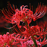 春枝韵彼岸花种球盆栽曼珠沙华耐寒彼岸花种球石蒜花室内四季种花卉种子 曼珠沙华2球+花盆+营养土+生根粉 其他