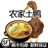 鑫同惠（XINTONGHUI） 农家散养鸭子2只装 新鲜活鸭宰杀土鸭子肉嫩鸭子 1kg/只