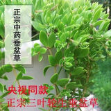 正宗可食用垂盆草种苗四季好养活阳台室内绿植吊篮盆栽 垂盆草30株