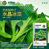 京农研农科院蔬菜种子大叶香菜四季小葱鸡毛菜红苋菜芝麻菜空心菜种籽孑 京农研水晶冰菜约500粒
