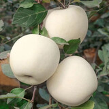 形果山东奶油富士苹果中大果当季现摘山东富士苹果孕妇儿童新鲜水果 奶油富士大果 精选9斤装