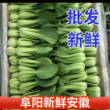 安徽云南种植上海青四季青蔬菜类新鲜现发青菜小青菜绿叶菜香菇菜 1.5斤纸箱装 小青菜