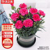沭之美康乃馨盆栽阳台室内观花植物  康乃馨玫红色+0.5加仑盆 源头直发