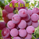 CHUANGSHIJI红提苗无籽红提子苗红提葡萄树苗盆栽地栽当年结果葡萄苗葡萄大苗 2年苗（成活率高）