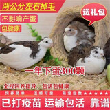 芦丁鸡活体幼鸡下蛋网红宠物鸡活物观赏鸡活一对全色系迷你小宠物 混色3只（1公2母）颜色随机