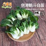 東昇供港斗白苗250g 矮脚奶白菜苗 火锅食材煲汤广州蔬菜新鲜配送