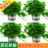 绿有意绿萝盆栽室内植物花卉绿植水培长藤垂吊大叶绿箩新房家用吸除甲醛 180绿加仑吸水绿萝4盆+壶+10肥 带盆带土发货