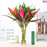 绿有意富贵竹水培植物转运竹花卉绿植室内盆栽绿水养带根鲜花发萝财 鸿运竹10棵70CM+富贵竹5棵+液 不含盆