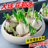 易囍艺 水仙花种球盆栽水养植物易活室内四季好养客厅办公室花卉绿植水 漳州水仙种球3个（大号球）+塑料水培盆+营养液