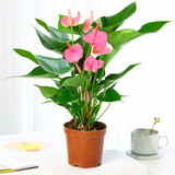 惜林园春羽盆栽室内花卉水养水生绿植好养办公室观叶植物 大粉掌（高40-50cm） 不含盆