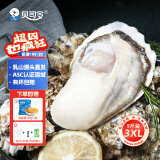 贝司令【鲜活】乳山生蚝海鲜水产贝类牡蛎烧烤3XL 净重9斤 23-32只箱装