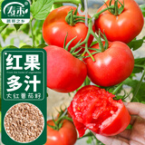 寿禾 番茄种子苗大红果西红柿蔬菜种籽 潍育红冠1号大红番茄种子80粒