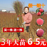 花幽谷【两株装】嫁接桃树苗盆栽地栽庭院阳台桃花桃子久保阳山树苗南方 3年苗【2株】 81cm(含)-110cm(含)