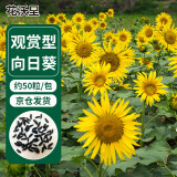 花沃里观赏向日葵花种子50粒/包 花卉种子家庭盆栽土阳台办公庭院种草籽