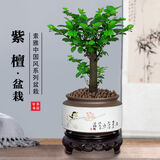 想开小叶紫檀盆景树桩植物老桩盆栽客厅桌面室内绿植好养树苗四季常青 单杆小叶紫檀+鸟语花香484+底座 带盆栽好