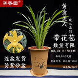 华香园兰花【黄金美人】四季建兰黄花浓幽香办公室内盆栽鲜花耐阴绿植 黄金美人6苗带盆(黄色盆)带花