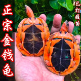 招财金钱乌龟 三线闭壳大龟黄缘龟南石龟稀有宠物小乌龟苗活物 10—13cm  南石金龟 情侣2只装