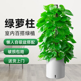 京东绿植大叶绿萝柱盆栽大型绿植办公室内绿箩除甲醛净化空气1.2m源头直发