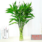 绿有意富贵竹水培植物转运竹花卉绿植室内盆栽绿水养带根鲜花发萝财 75-85cm8棵+营养液+生根粉 不含盆