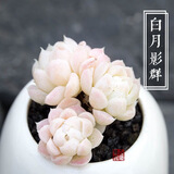 忆润蝶多肉植物带盆绿植花卉盆栽贵货老桩群生玉树玉露仙人掌肉肉 白月影群5-6cm【带盆栽好】