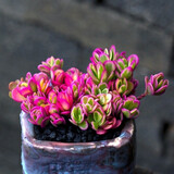 迎虞花苑 精品多肉植物办公室桃花源自由女神雪精灵迷你植物盆栽 太阳花锦6厘米塑料盆