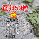 奥狸狸【当天发货】蚕宝宝卵学生蚕籽蚕卵蚕蛋天然彩蚕子杂交桑蚕种春蚕 蚕卵50粒+孵化盒 清理网羽毛桑叶