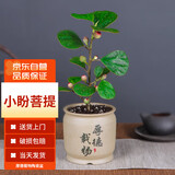墨一菩提树盆景办公室茶桌四季植物 小盼菩提厚德载物盆 源头直发