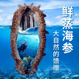 晓琴水产（Xiaoqin Aquatic Product） 野生深海9年鲜蒸海参2000g 高品质