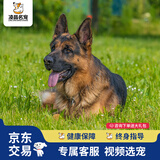 福贝纯享德国牧羊犬德牧幼犬狼狗东德宠物狗活体【咨询客服1V1视频选宠】 宠物级 A款 公