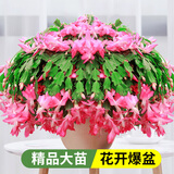 花翁新品蟹爪兰盆栽绿植花卉 粉色50-60颗+仿木桶盆源头直发