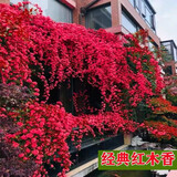 誉满园（yumanyuan）蔷薇花种子爬藤月季四季开花爬墙攀援庭院室花卉盆栽植物玫瑰种子 大红色种子(半斤)