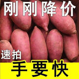 超甜沙地蜜薯新鲜红薯红心板栗糖心番薯黄心西瓜红山芋地瓜批发 【现挖现发+沙地蜜薯】 流油蜜薯带箱【5斤装】-大果