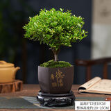 小叶赤楠老桩盆栽盆景迷你植物室内花卉办公室桌面小绿植好养四季 赤楠+厚德载物紫砂盆送托盘苔藓