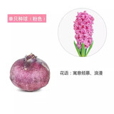 花语笙默风信子种球水培土养套餐带芽冬季耐寒易活花卉四季盆栽植物室内花 粉花风信子（单个种球1个）
