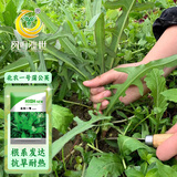 凤鸣雅世蒲公英种子四季婆婆丁春秋冬季野菜盆栽北农一号蒲公英种子5克